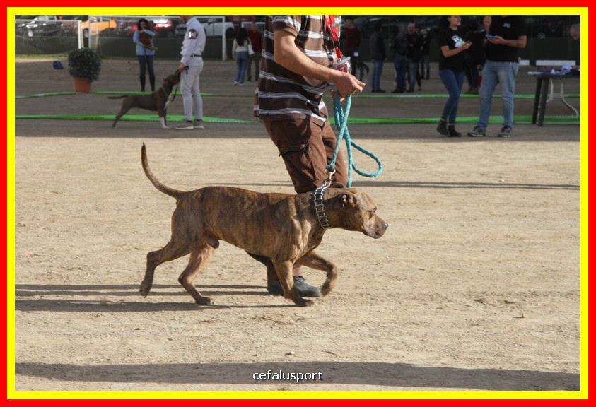 180311 mostra_canina 164.jpg